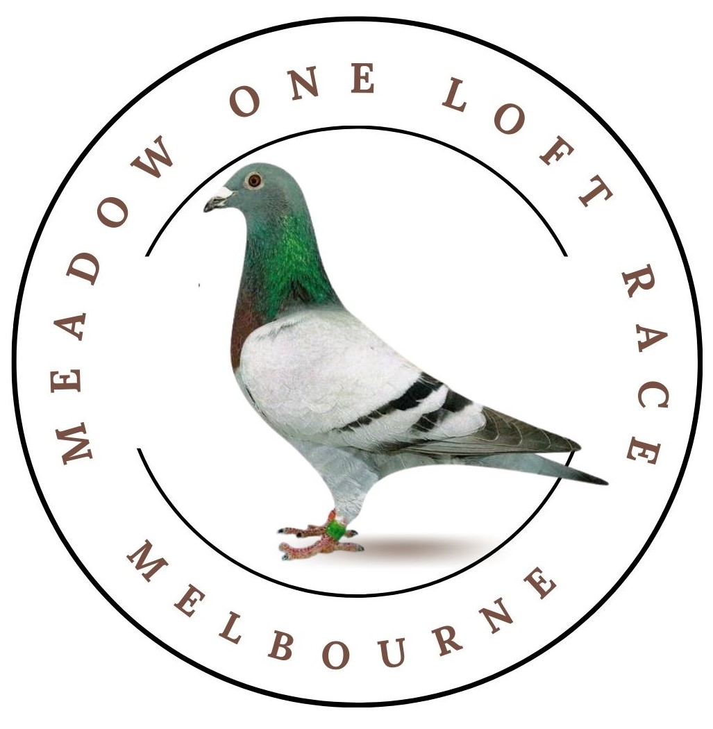 Bird logo design with pigeon dove symbol Vector Image